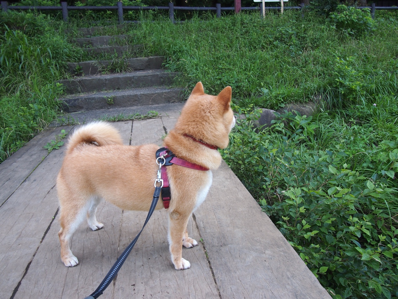 开云体育登录入口-“阿仙奴与热刺：谁能在香港赛场制霸？”