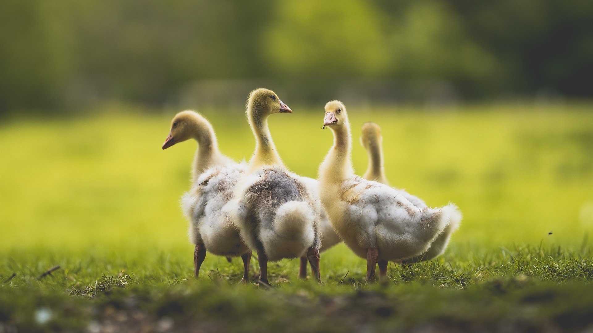 开云体育登录入口-“阿仙奴与热刺:谁能在香港赛场制霸?”