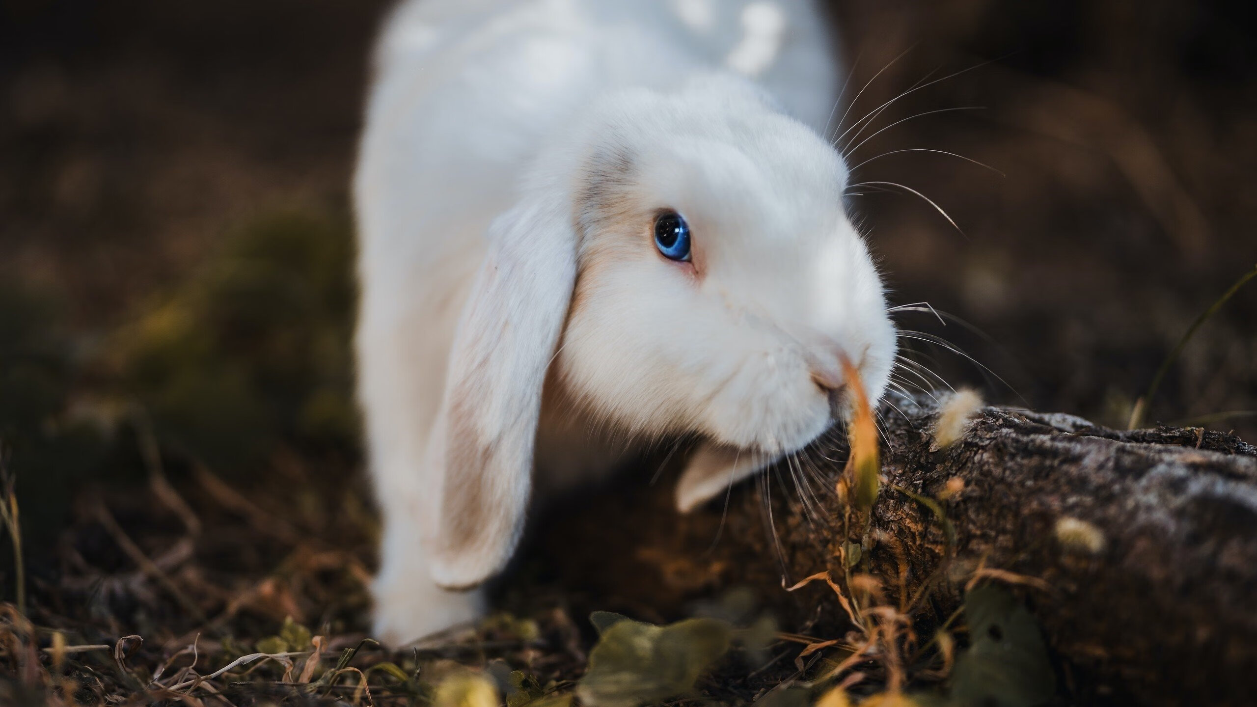 开运体育电脑版-大牌球星续约谈判成为焦点话题,nba球星续约