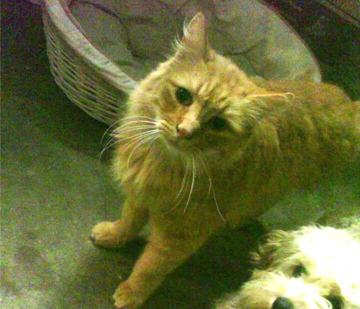 开云体育官网在线-女子蛙泳铜牌到手 补上短板,女子蛙泳视频讲解