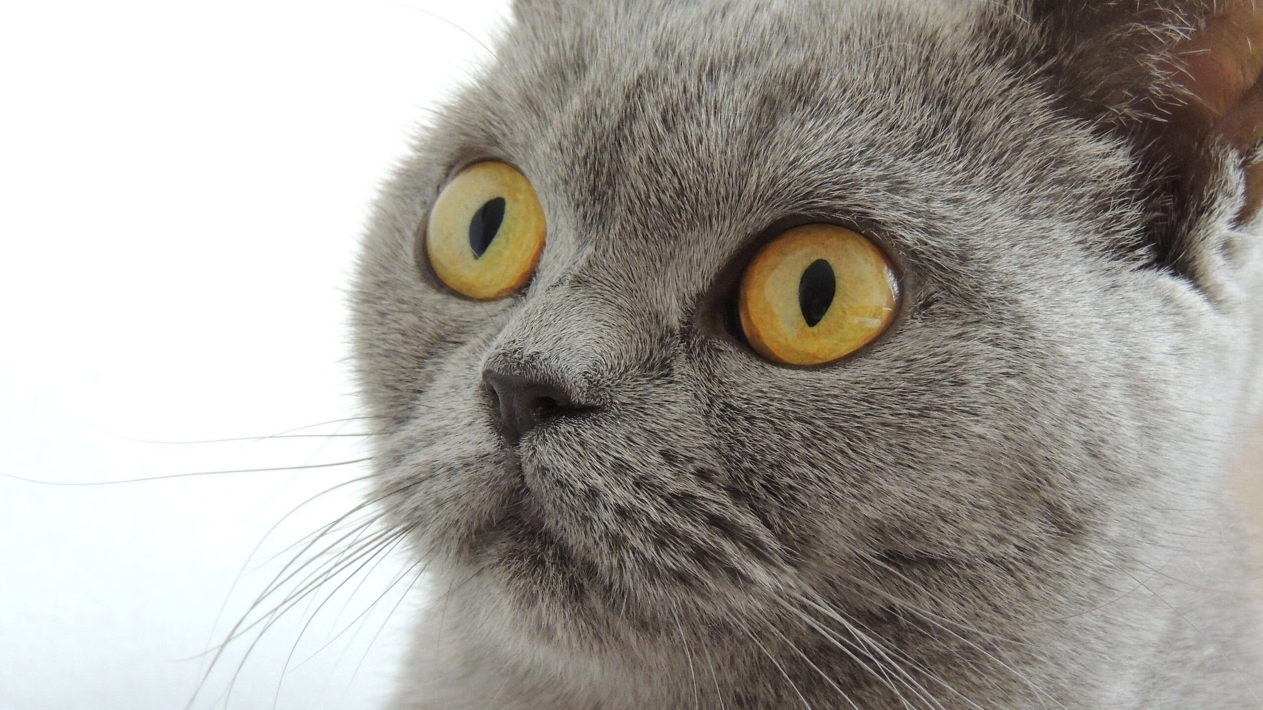 开云体育在线-波兰队赛制解析:如何通过赛制调整实现对手压制,波兰队打法