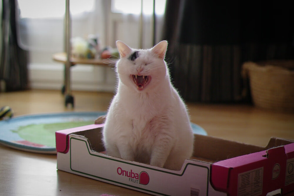 开云体育平台-球队数据模型预测保级可能性是否优于主观分析,球队保级有什么好处