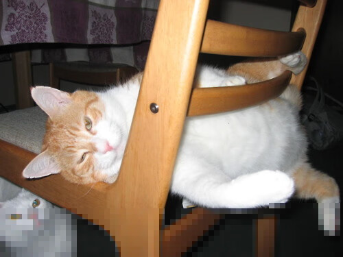 开云体育官网登入-瑞典队乒乓球战术:攻防结合的完美艺术,瑞典乒乓球现役队员