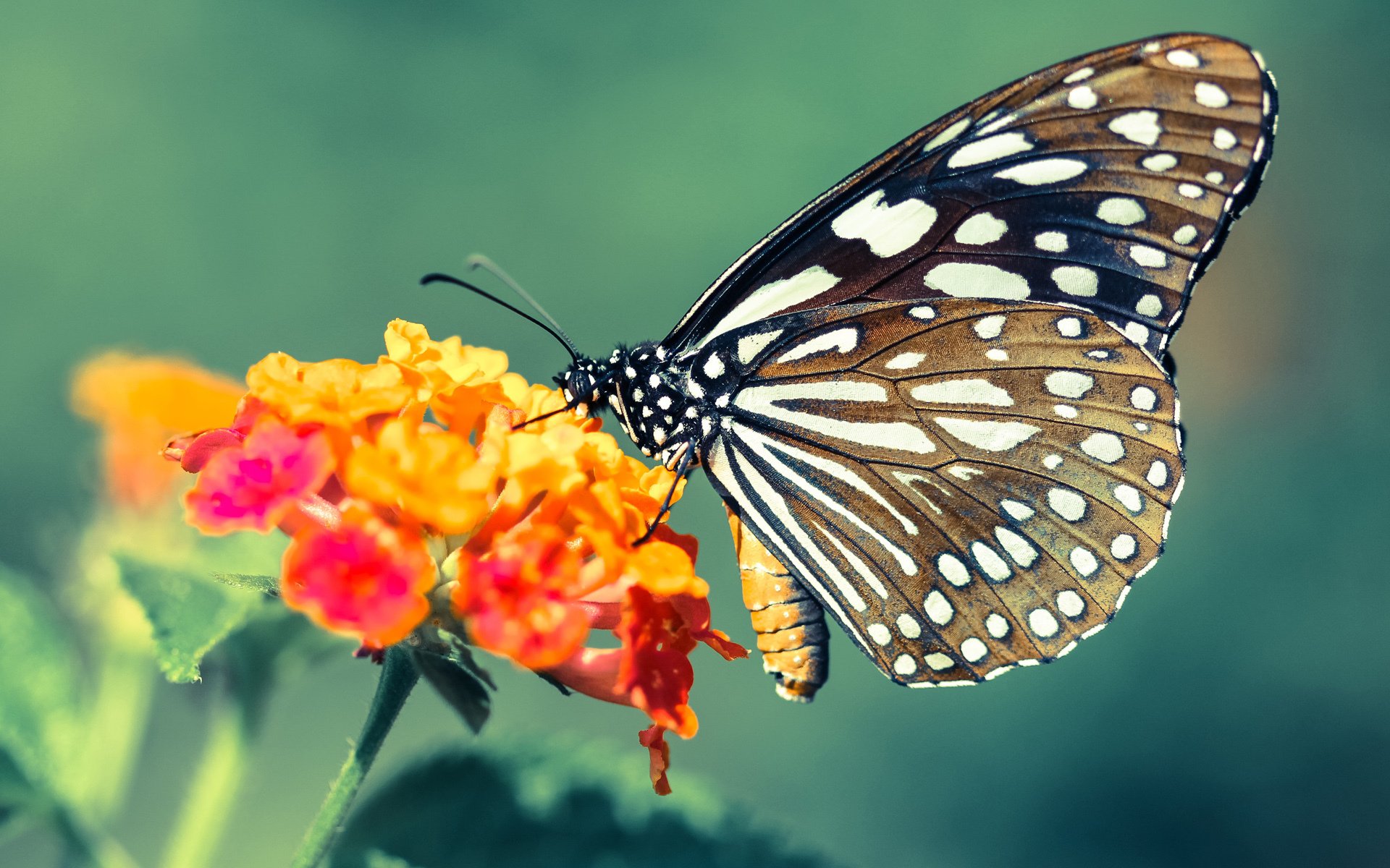开云体育登录-篮球青训注重选手视野拓展与传导意识,篮球青少年实战训练为了什么