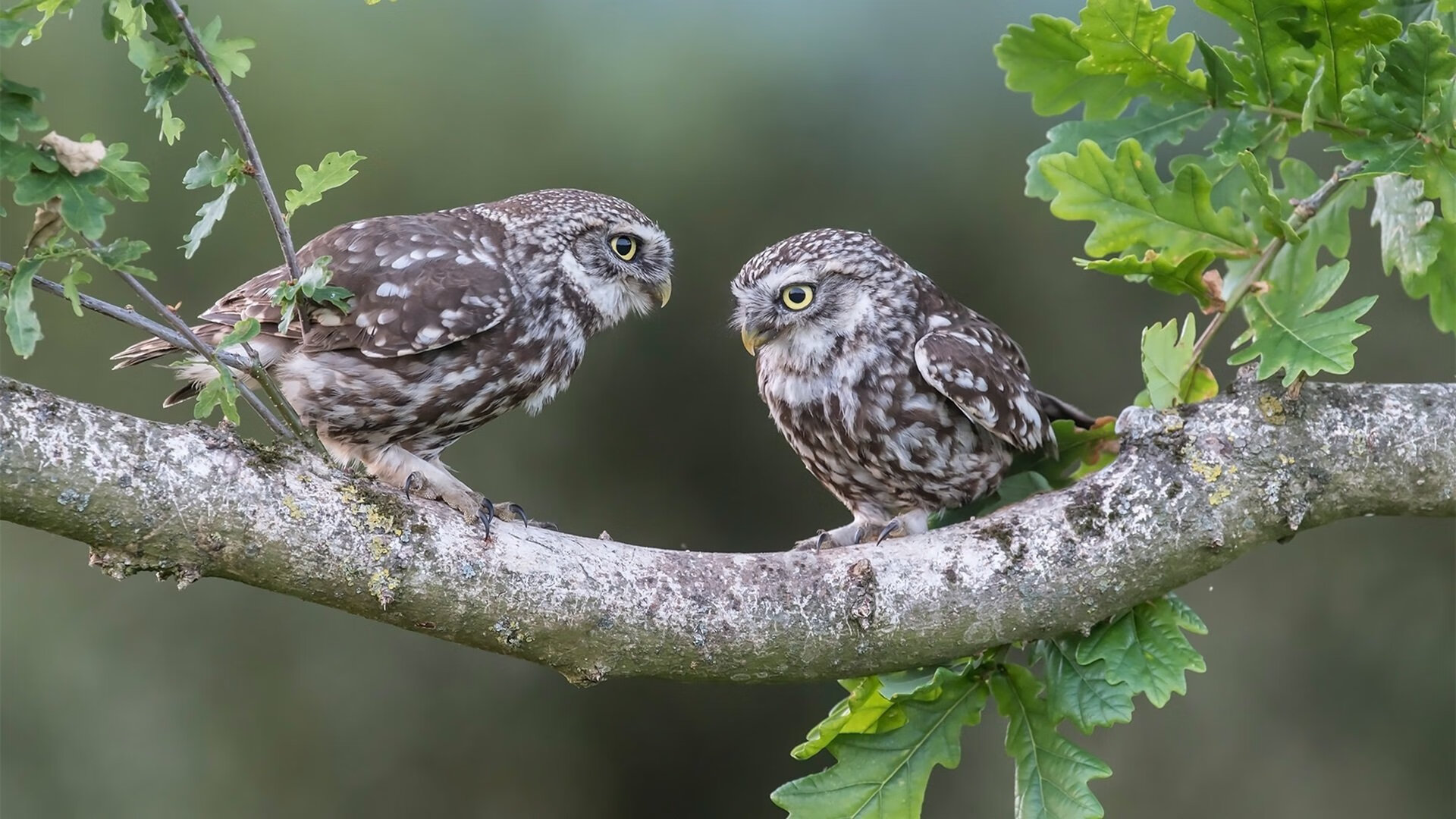 开运体育电脑版-卡特的精准点球与任意球技术，帮助全黑队多次取胜，卡特技巧