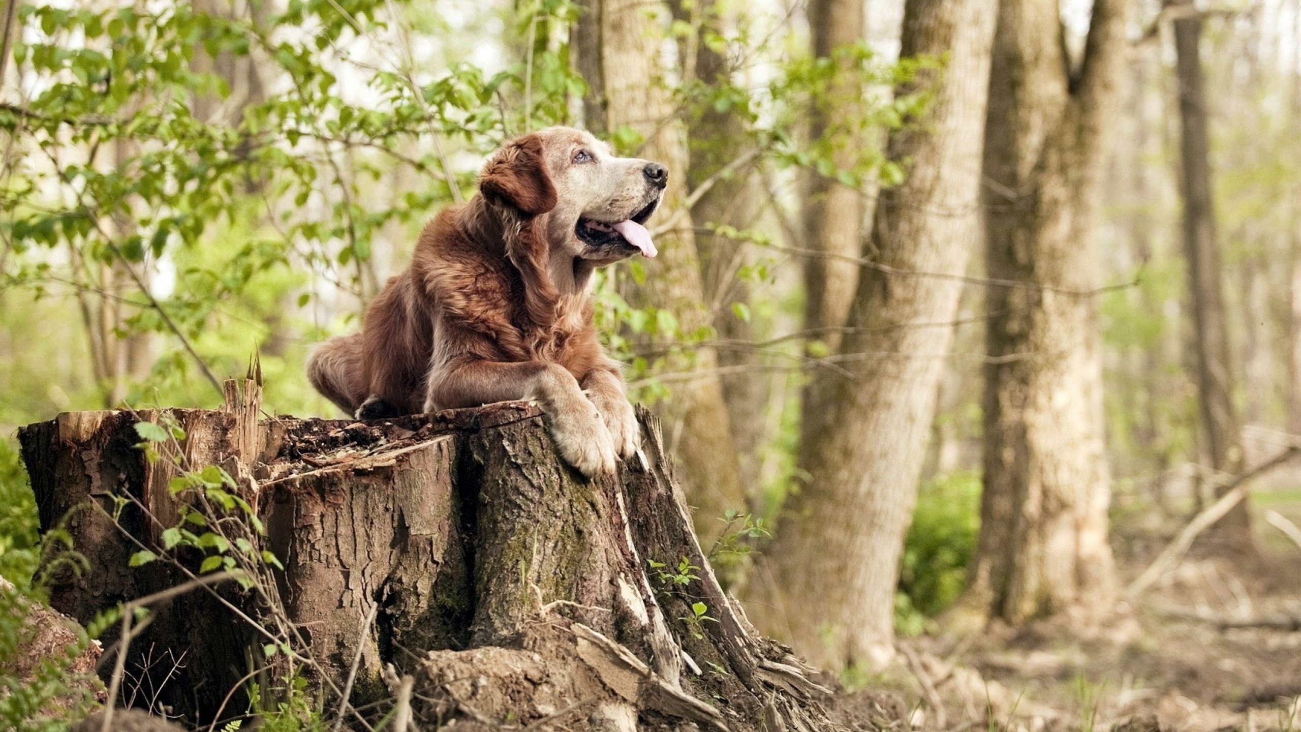 开yun官网-库里与球迷合影耐心十足获点赞,库里跟谁组合
